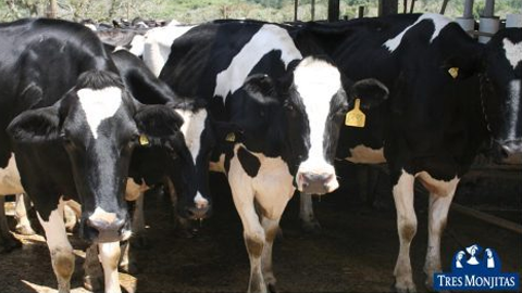 1. Vaquería Tres Monjitas recoge leche fresca a diario, en diversas fincas puertorriqueñas, mayormente destacadas en el área norte, centro y este de la isla.